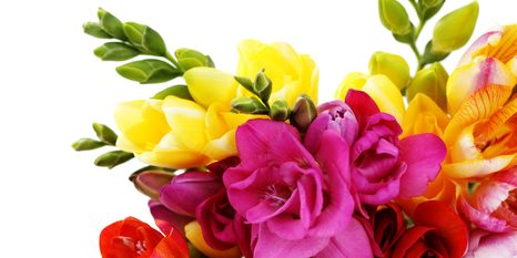 QUADRO SU TELA – BOUQUET DI FRESIE - 🔥 SVENDITA TOTALE