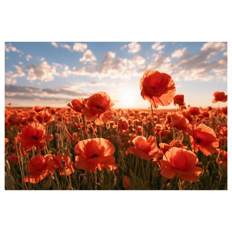 TABLEAU SUR TOILE – COQUELICOTS AU COUCHER DU SOLEIL - TABLEAUX DE CHAMPS ET PRAIRIES - TABLEAUX