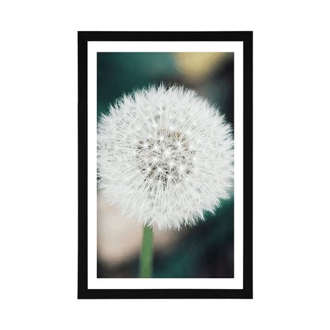 PLAKAT S PASPARTUJEM BELA PUHASTA REGRATOVA LUČKA - ROŽE - PLAKATI