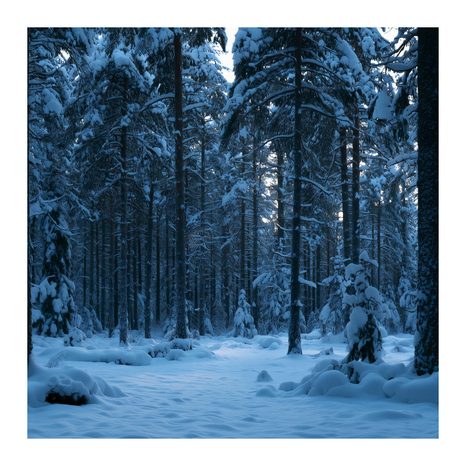 CANVASTAVLA SNÖTÄCKT SKOG I BLÅ SKYMNING - JUL- OCH VINTERTAVLOR - TAVLOR