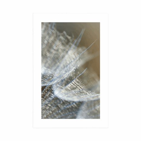 POSTER – MACRO DENTE DI LEONE SULLO SFONDO - FIORI - POSTER