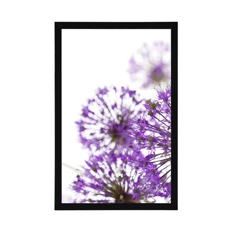 POSTER BLÜHENDE LILA KNOBLAUCHBLÜTEN - BLUMEN - POSTER