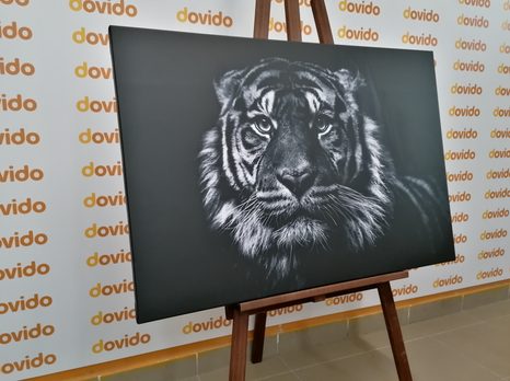 WANDBILD TIGER IN SCHWARZ-WEISS - SCHWARZ-WEISSE BILDER - BILDER