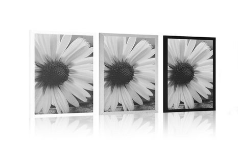 PLAKÁT NÁDHERNÁ SEDMIKRÁSKA V ČERNOBÍLÉM PROVEDENÍ - ČERNOBÍLÉ - PLAKÁTY