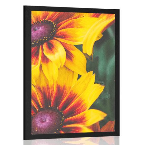 POSTER ATTRACTIVE TWO-TONE FLOWERS - FLOWERS - POSTERS