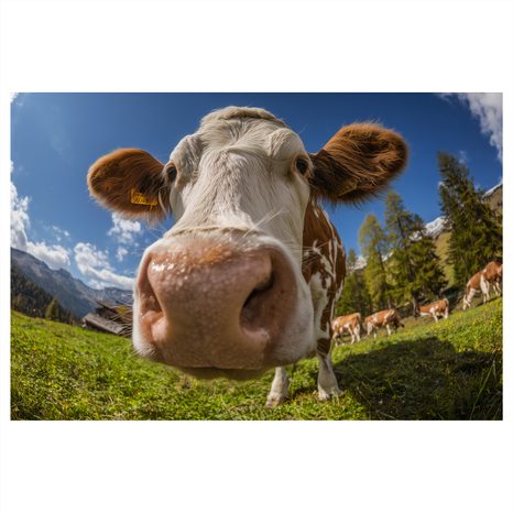 OBRAZ KRÁVA V HORSKÉ PŘÍRODĚ - OBRAZY BUVOLI A KRÁVY - OBRAZY
