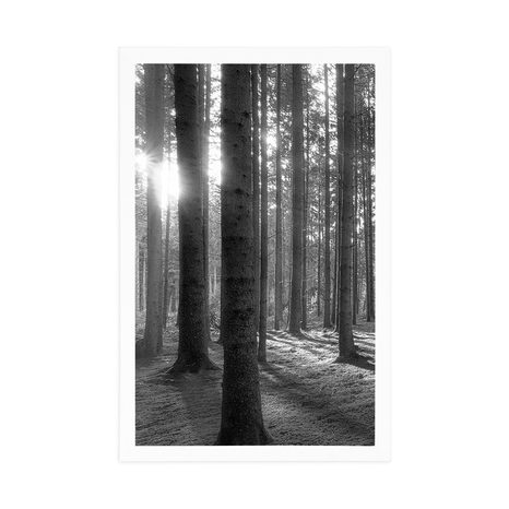 PLAGÁT SLNEČNÉ RÁNO V LESE V ČIERNOBIELOM PREVEDENÍ - ČIERNOBIELE - PLAGÁTY
