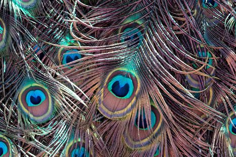 SLIKA PAVJE PERO - SLIKE TIHOŽITJE - SLIKE