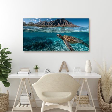 OBRAZ PODMOŘSKÝ SVĚT A ŽELVA - OBRAZY MOŘŠTÍ ŽIVOČICHOVÉ - OBRAZY