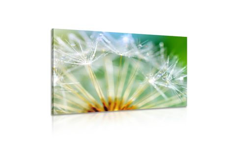 WANDBILD SCHÖNES DETAIL DES LÖWENZAHNS - BILDER BLUMEN - BILDER