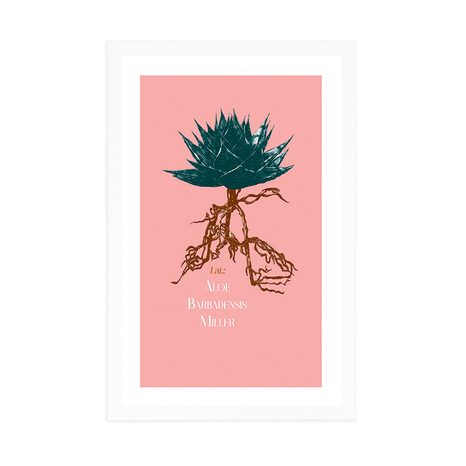 POSTER MIT PASSEPARTOUT UND DER AUFSCHRIFT ALOE BARBADENSIS MILLER - MOTIVE AUS UNSERER WERKSTATT - POSTER
