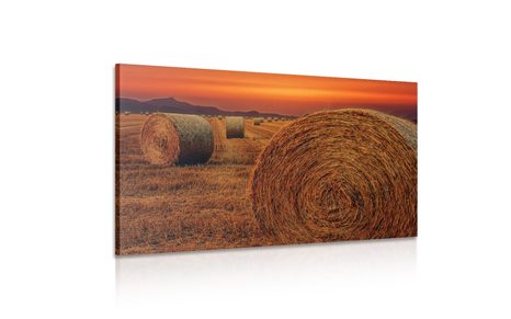 WANDBILD HEUBALLEN - BILDER VON NATUR UND LANDSCHAFT - BILDER