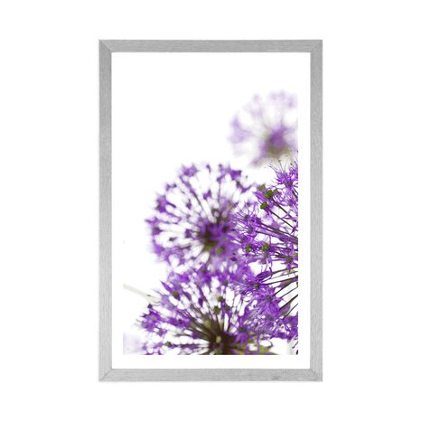 POSTER – FIORI VIOLA DI AGLIO IN FIORE - FIORI - POSTER