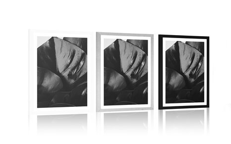 POSTER CU PASSEPARTOUT FRUNZĂ DE MONSTERĂ ÎN DESIGN ALB-NEGRU - ALB-NEGRU - POSTERE