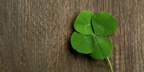 OBRAZ ŠŤASTNÝ ČTYŘLÍSTEK - OBRAZY ZÁTIŠÍ - OBRAZY