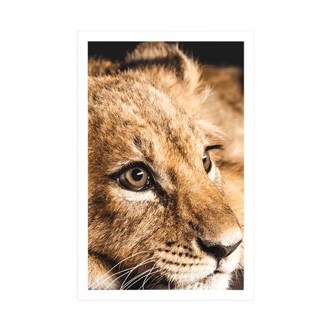 POSTER LÖWENJUNGE - TIERE - POSTER