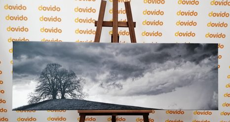 WANDBILD EINSAME BÄUME IN SCHWARZ-WEISS - SCHWARZ-WEISSE BILDER - BILDER