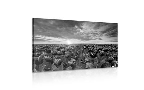 WANDBILD SONNENAUFGANG ÜBER DER WIESE MIT TULPEN IN SCHWARZ-WEISS - SCHWARZ-WEISSE BILDER - BILDER