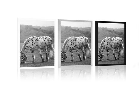 PLAKAT KONJ NA LIVADI U CRNO-BIJELOM DIZAJNU - CRNO-BIJELE - PLAKATI