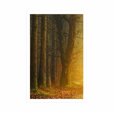 PLAKAT POT V GOZDU - NARAVA - PLAKATI