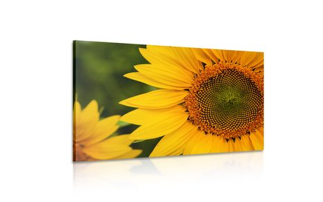 OBRAZ ŻÓŁTY SŁONECZNIK - OBRAZY KWIATÓW - OBRAZY