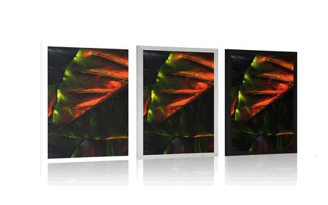 PLAKÁT TROPICKÉ PALMOVÉ LISTY - PŘÍRODA - PLAKÁTY