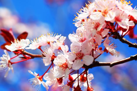 WANDBILD KIRSCHBLÜTE - BILDER BLUMEN - BILDER