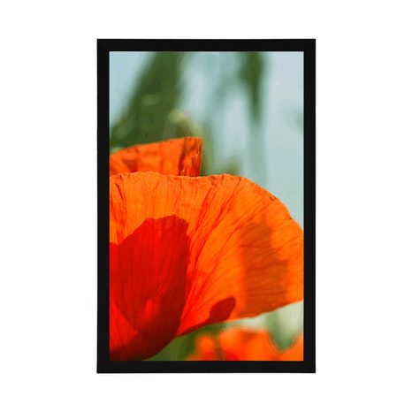 PLAKÁT ČERVENÝ MÁK - KVĚTINY - PLAKÁTY