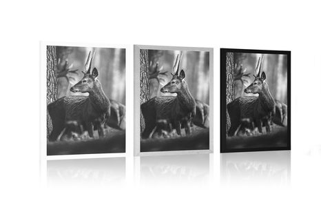 POSTER HIRSCH IM KIEFERWALD IN SCHWARZ-WEISS - SCHWARZ-WEISS - POSTER