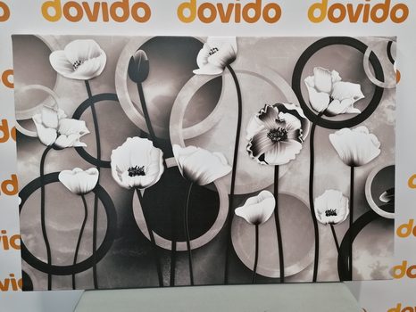 ΕΙΚΌΝΑ ΠΑΠΑΡΟΎΝΕΣ ΣΕ ΑΦΗΡΗΜΈΝΟ ΦΌΝΤΟ ΣΕ ΑΣΠΡΌΜΑΥΡΟ - ΠΊΝΑΚΕΣ ΑΣΠΡΌΜΑΥΡΕΣ - ΠΊΝΑΚΕΣ