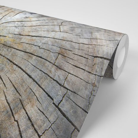 FOTOTAPETE GEBURT NEUEN LEBENS - TAPETEN MIT NATURMOTIVEN - TAPETEN