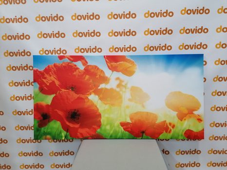 TABLOU MAC SĂLBATIC PE PAJIȘTE - TABLOU FLORI - TABLOURI