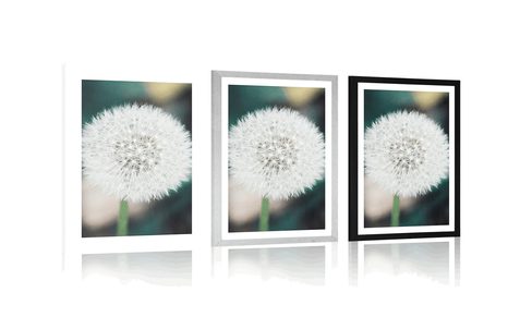 PLAKAT S PASPARTUJEM BELA PUHASTA REGRATOVA LUČKA - ROŽE - PLAKATI