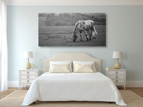 SLIKA KONJ NA TRAVNIKU V ČRNOBELI IZVEDBI - ČRNOBELE SLIKE - SLIKE