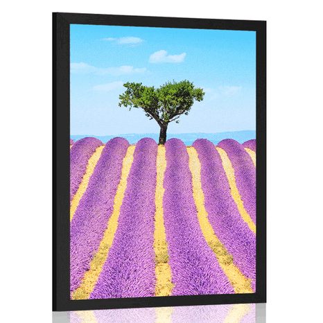 POSTER PROVENCE LAVENDER FIELD - NATURE - POSTERS