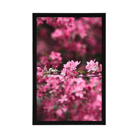 PLAKÁT DETAILNÍ KVĚTINY TŘEŠNĚ - KVĚTINY - PLAKÁTY