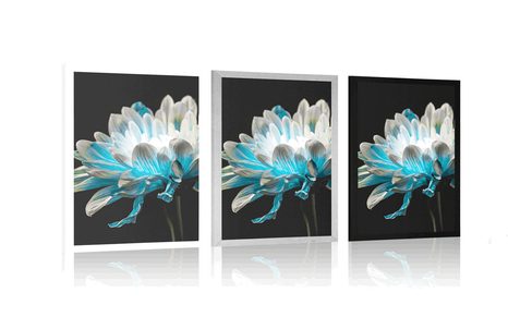 AFFICHE – MARGUERITE SUR FOND NOIR - FLEURS - AFFICHES