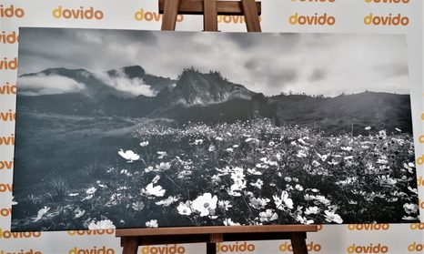 KÉP VIRÁGZÓ RÉT FEKETE FEHÉRBEN - FEKETE-FEHÉR KÉPEK - KÉPEK