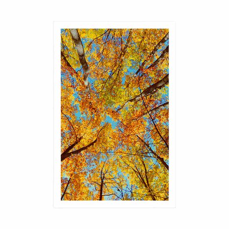 POSTER AUTUMN TREE CROWNS - NATURE - POSTERS