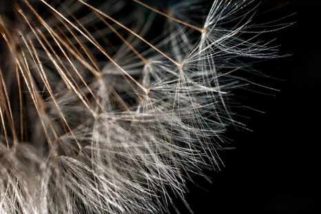 OBRAZ KRÁSA PAMPELIŠKY - OBRAZY KVĚTŮ - OBRAZY