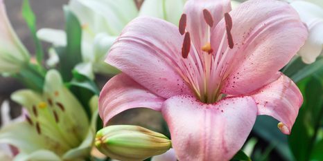 CANVAS PRINT PINK LILY IN BLOOM - PICTURES FLOWERS - PICTURES