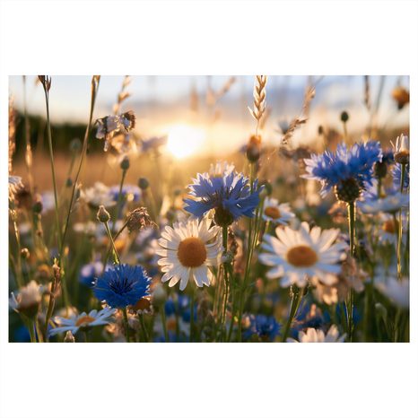 CANVASTAVLA ÄNGSBLOMMOR I SOLNEDGÅNG - BLOMTAVLOR - TAVLOR