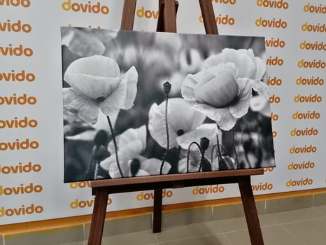 PIPACSOK A RÉTEN FEKETE FEHÉRBEN - FEKETE-FEHÉR KÉPEK - KÉPEK