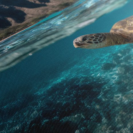 OBRAZ PODMOŘSKÝ SVĚT A ŽELVA - OBRAZY MOŘŠTÍ ŽIVOČICHOVÉ - OBRAZY