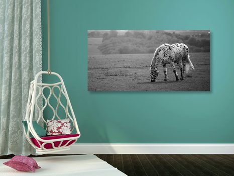 SLIKA KONJ NA TRAVNIKU V ČRNOBELI IZVEDBI - ČRNOBELE SLIKE - SLIKE