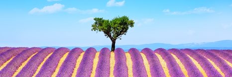 ΕΙΚΌΝΑ ΧΩΡΆΦΙ ΜΕ ΛΕΒΆΝΤΑ ΤΗΣ ΠΡΟΒΗΓΚΊΑΣ - ΠΊΝΑΚΕΣ ΦΎΣΗΣ ΚΑΙ ΤΟΠΊΟΥ - ΠΊΝΑΚΕΣ