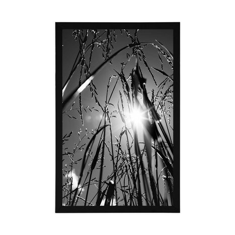 POSTER – ERBA DI CAMPO IN BIANCO E NERO - NERO E BIANCO - POSTER