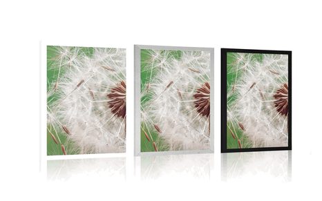 POSTER DETAIL OF A DANDELION - FLOWERS - POSTERS