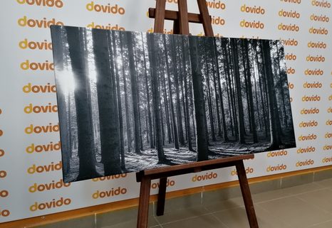 SLIKA JUTRO U ŠUMI U CRNO-BIJELOM DIZAJNU - CRNO-BIJELE SLIKE - SLIKE