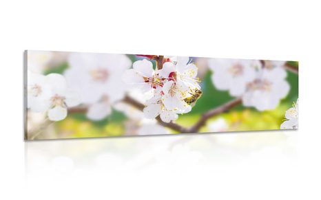 CANVAS PRINT TREE BLOOMS IN THE SPRING SEASON